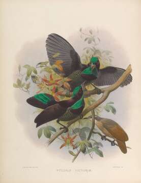 Image of Victoria's Riflebird