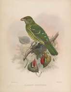 Image of Green Catbird