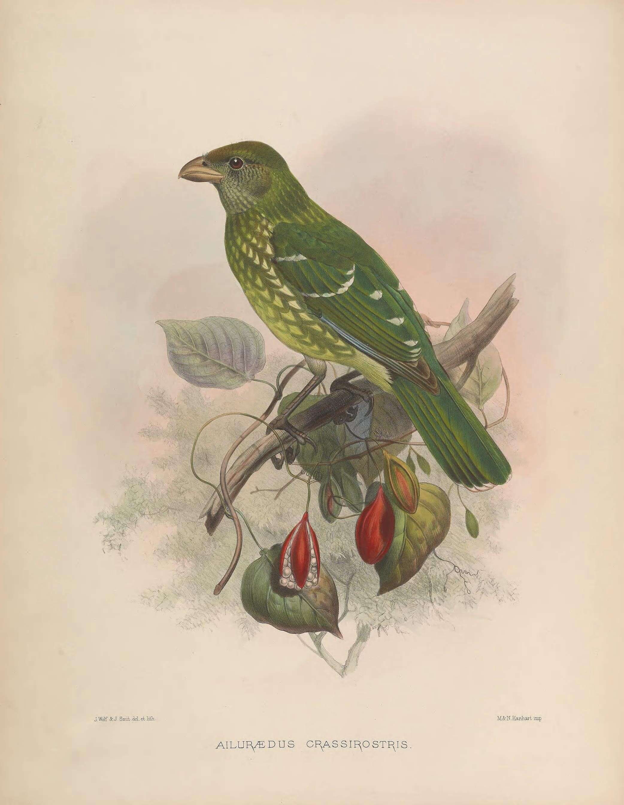 Image of Green Catbird