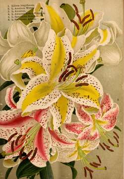 Image of Easter lily