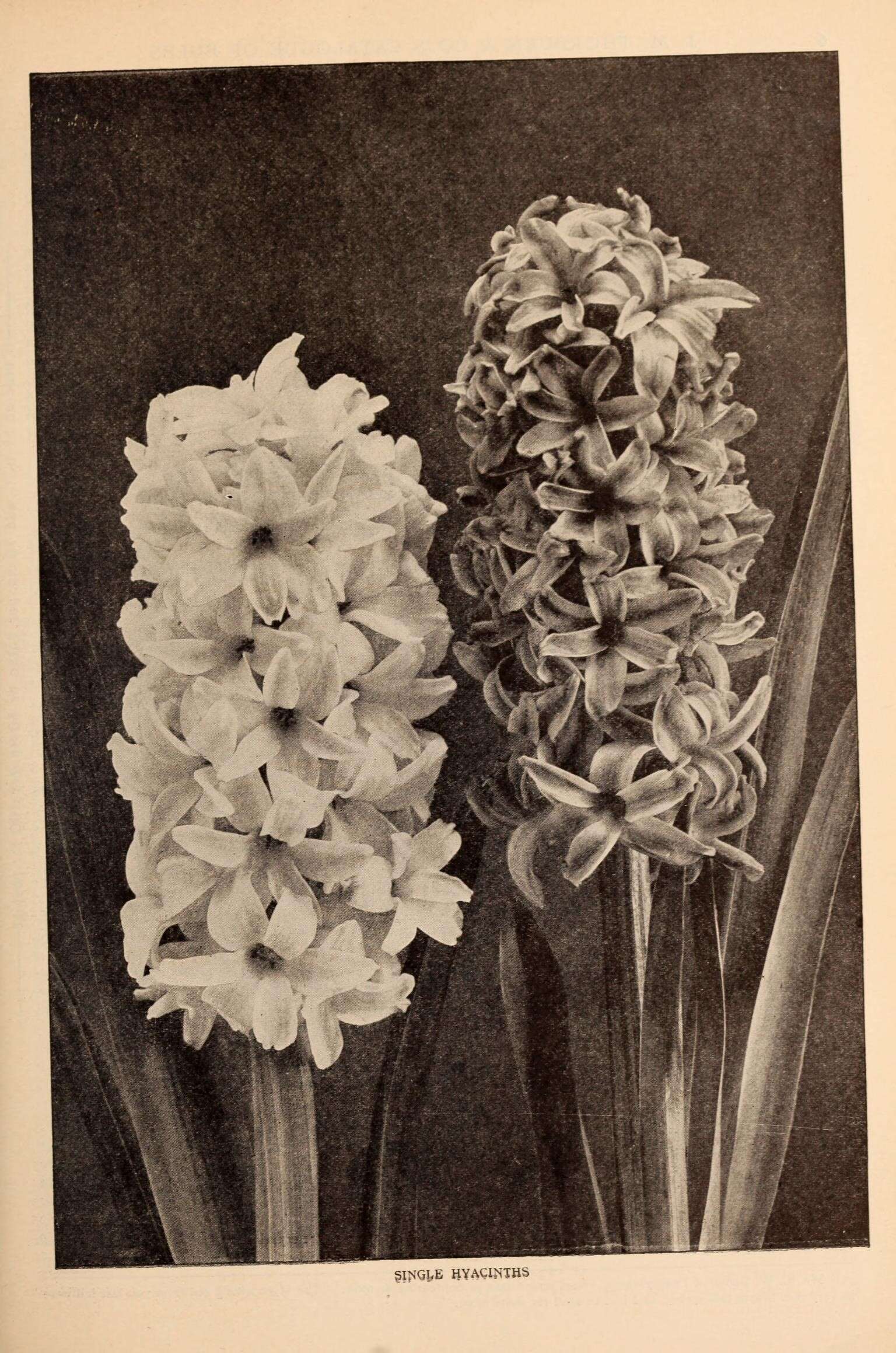 Image of Hyacinth