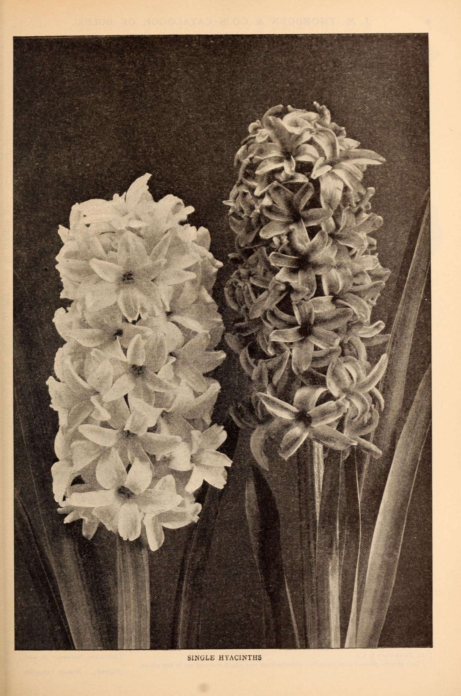 Image of Hyacinth