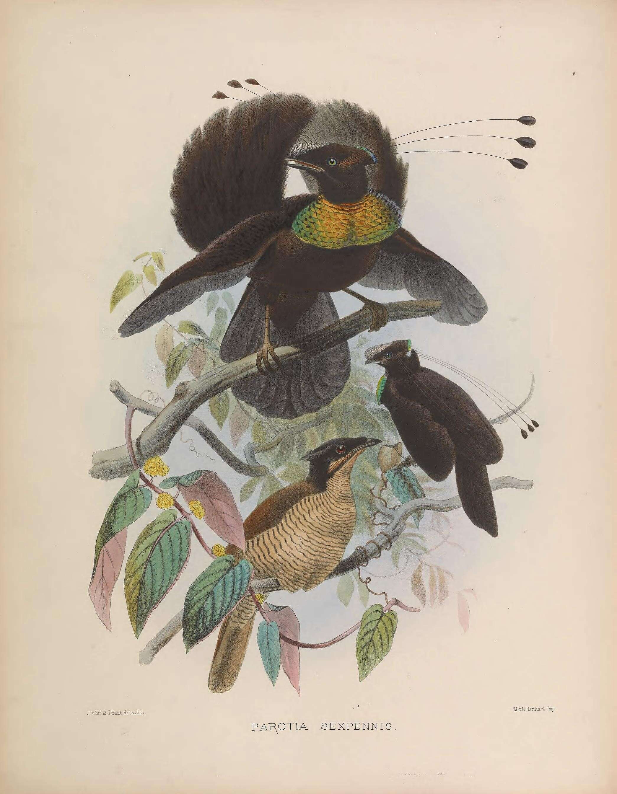 Image of Parotia Vieillot 1816