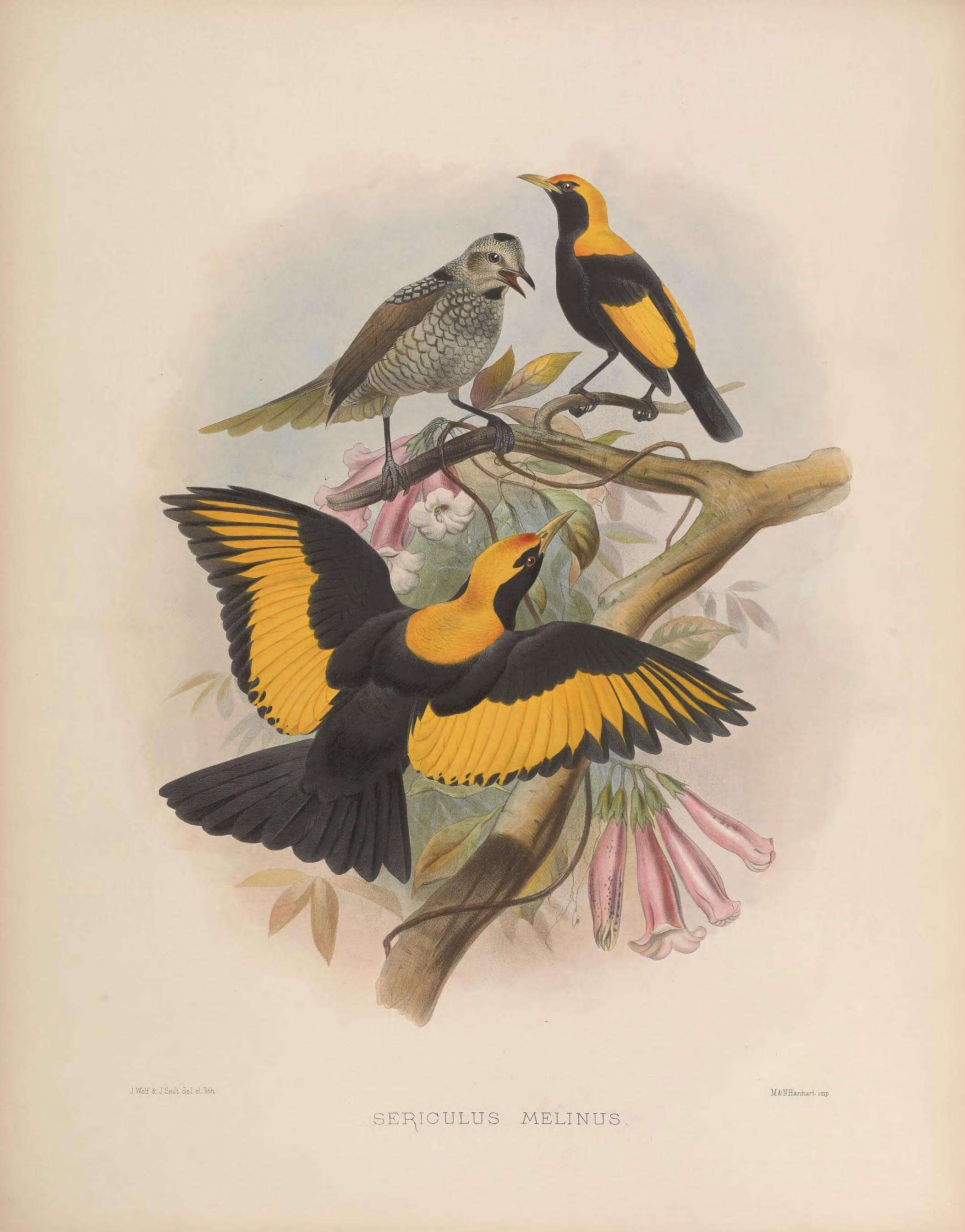 Image of Sericulus Swainson 1825