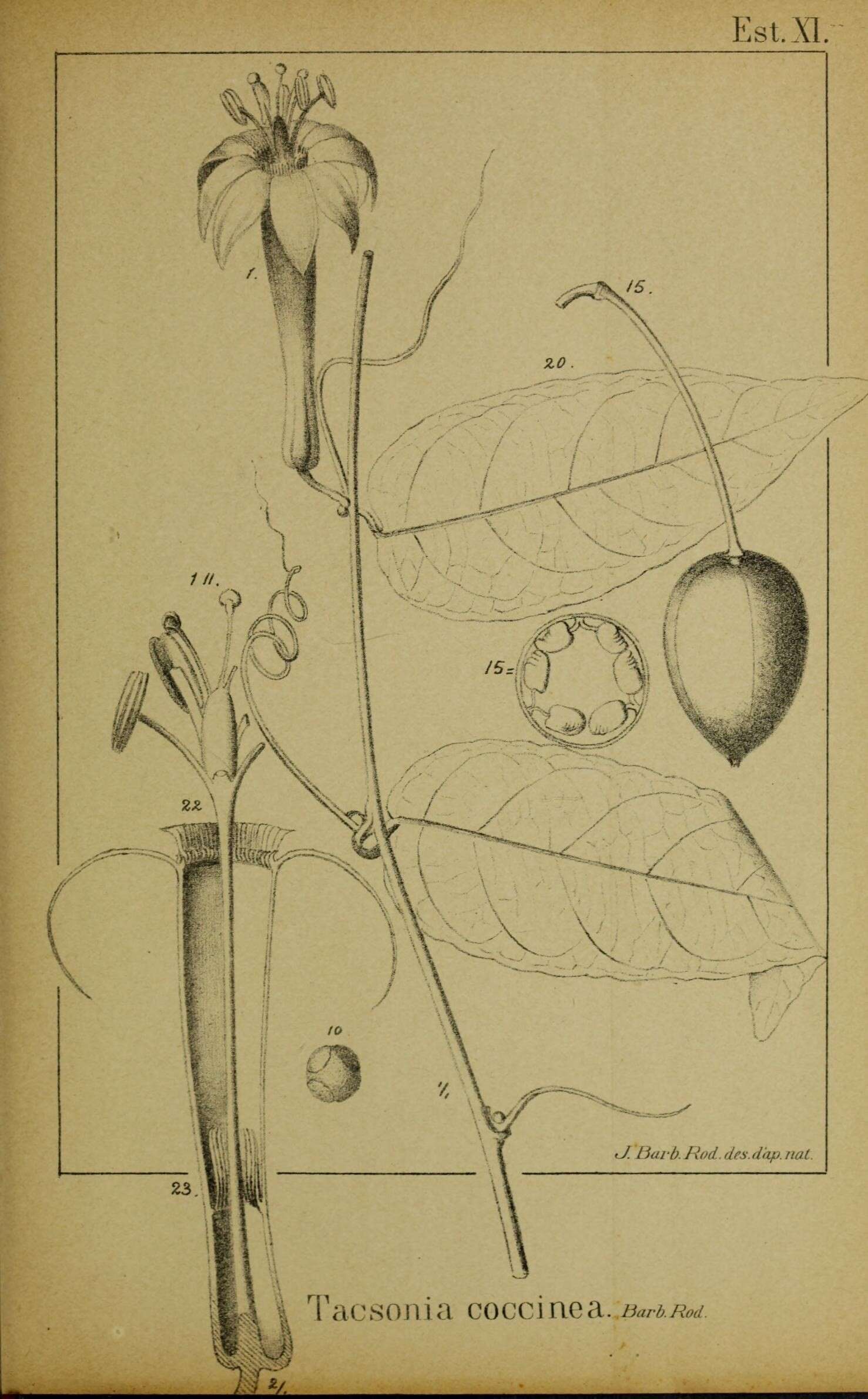 Image of Passiflora spinosa (Poeppig & Endlicher) Masters