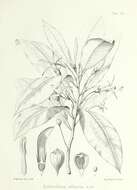 Слика од Sclerotheca arborea (G. Forst.) A. DC.