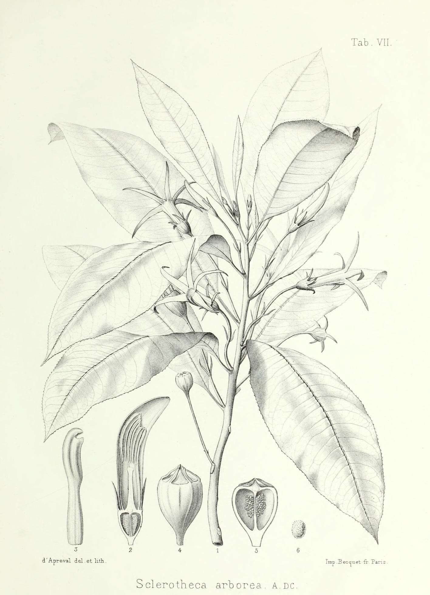 Image of Sclerotheca arborea (G. Forst.) A. DC.