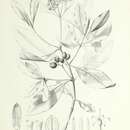 Image of Psychotria tahitensis (Drake) Drake