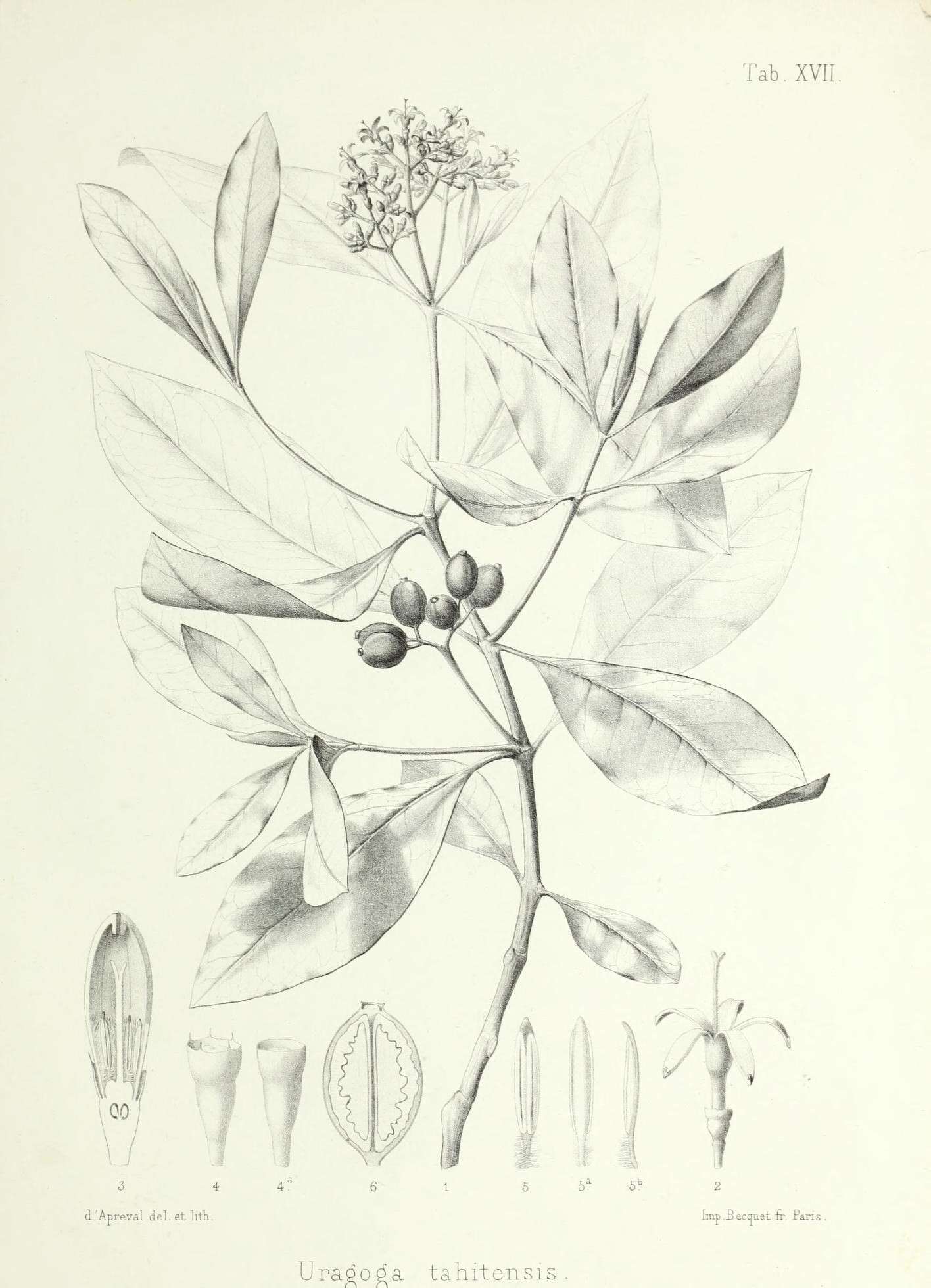 Plancia ëd Psychotria tahitensis (Drake) Drake