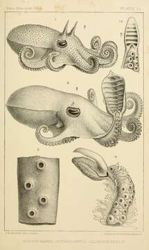 Image of spoonarm octopus