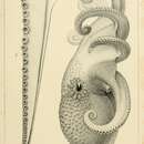 Image of Graneledone verrucosa (A. E. Verrill 1881)