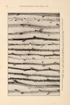 Imagem de Rubus idaeus L.