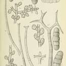 Image of Meliola laevipoda Speg. 1891