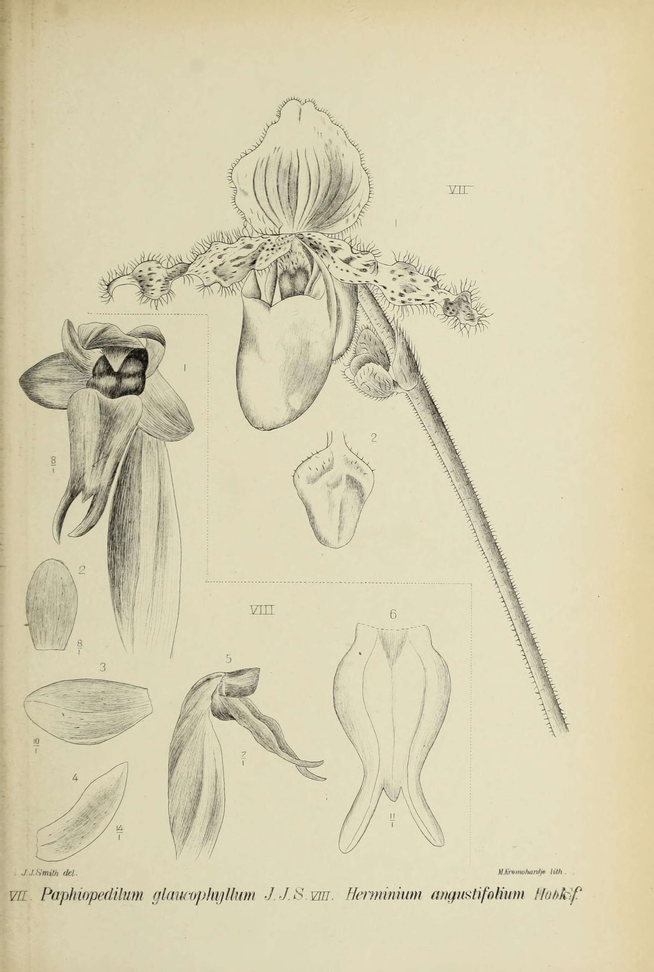 Image de Paphiopedilum glaucophyllum J. J. Sm.