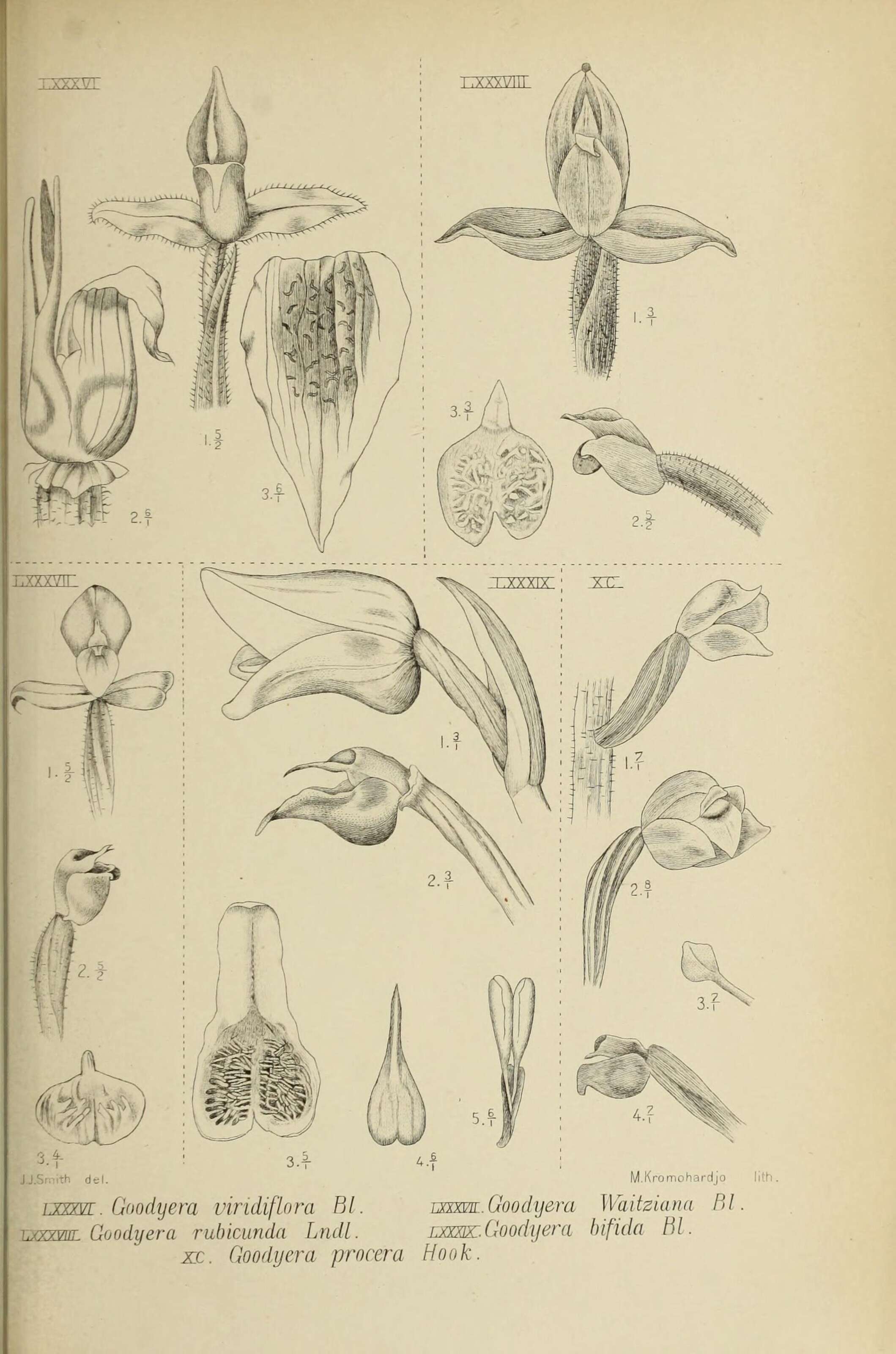 Image of Heart-leaf Beak Goodyera