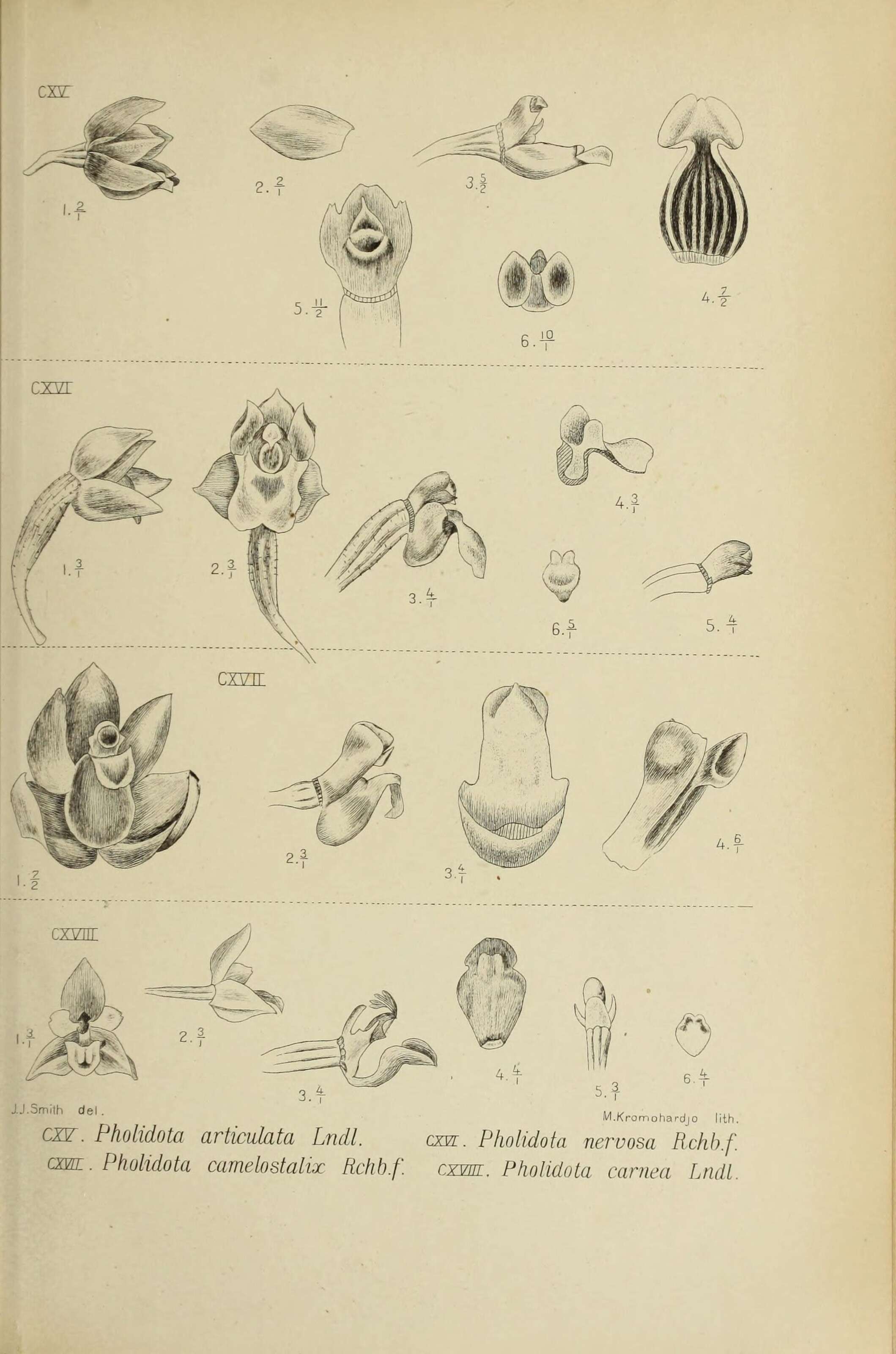 Image of Pholidota articulata Lindl.