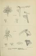 Image of Saccolabium pusillum Blume