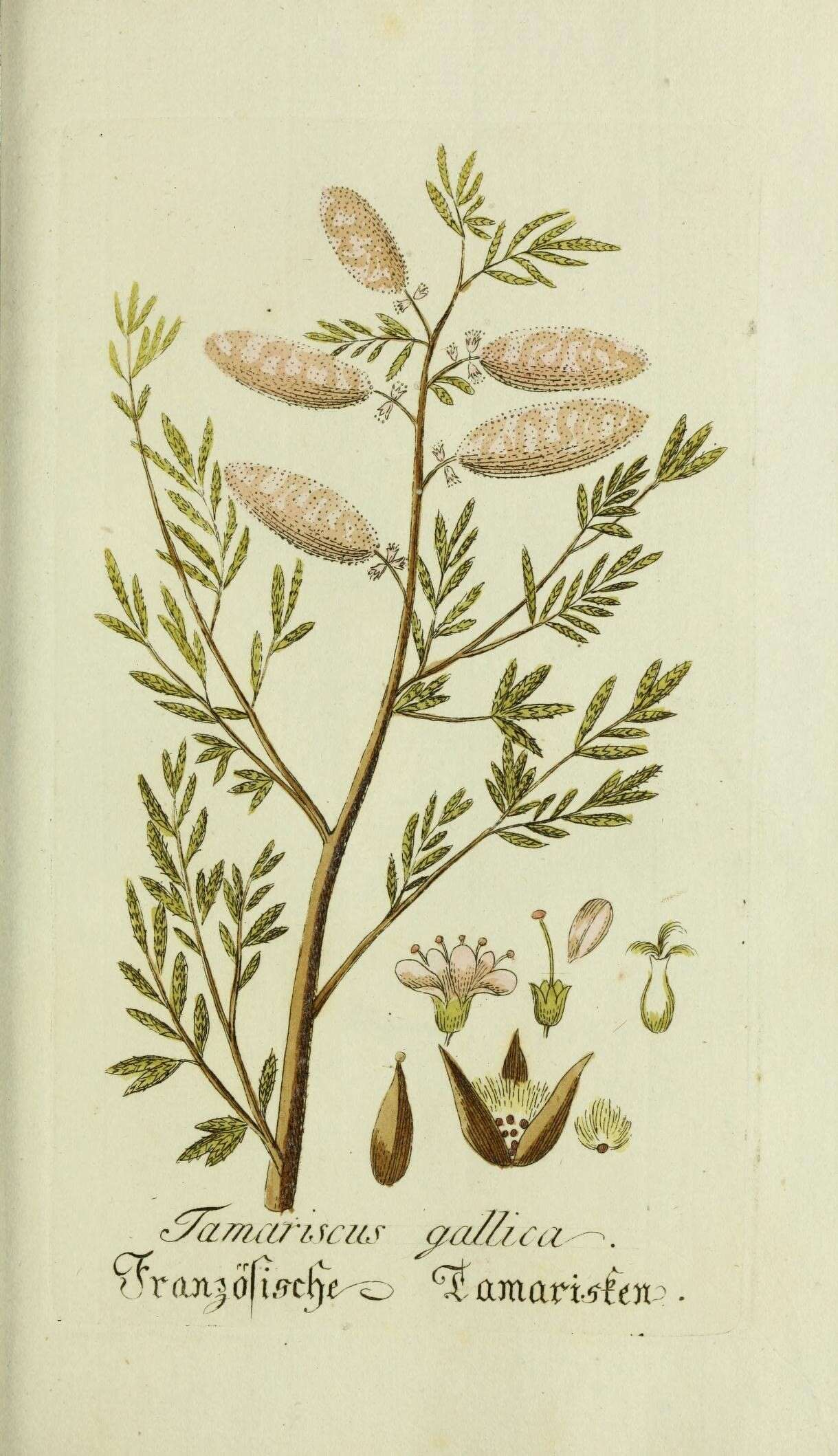 Image of Tamarisk