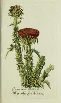 Image of Illyrian cottonthistle