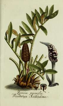 Image of coontie