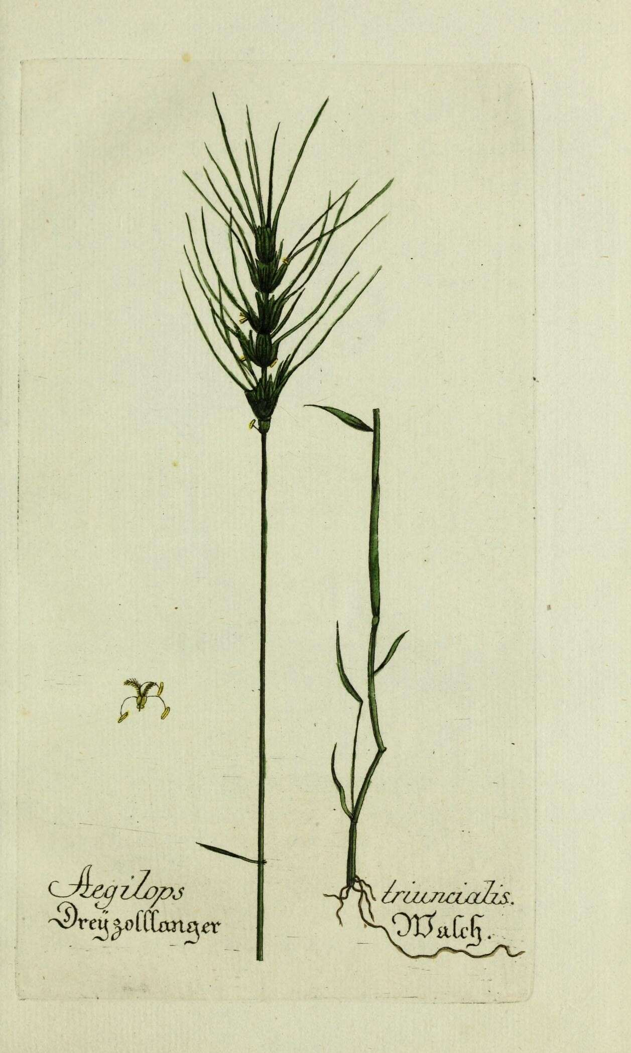 Image of barbed goatgrass