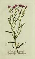 Image of sea aster