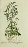 Image of Campanula sibirica L.