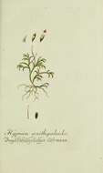 Image de Racopilum tomentosum Bridel 1827