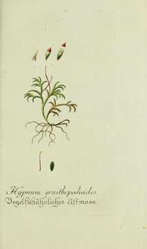 Imagem de Racopilum tomentosum Bridel 1827