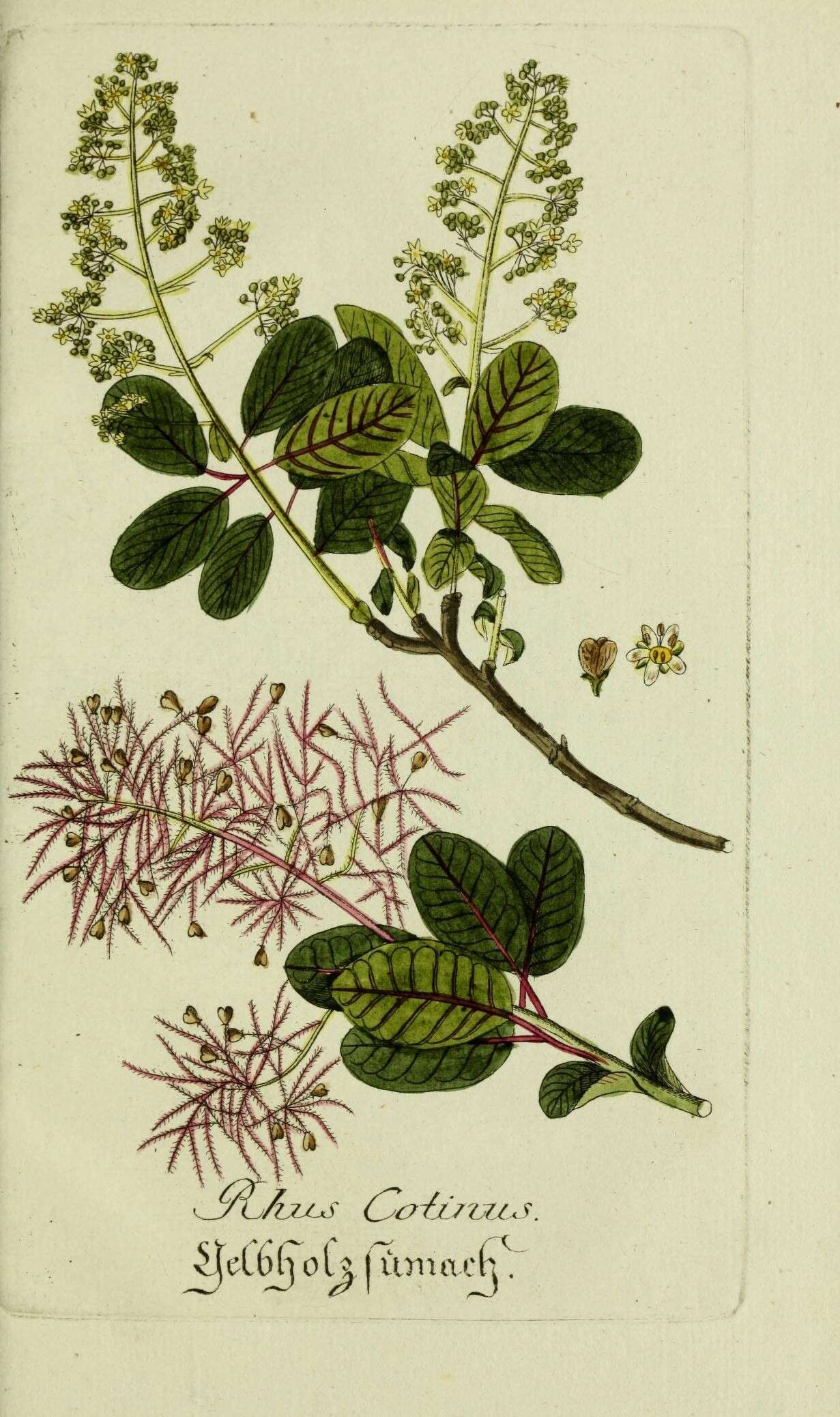 Image of European smoketree