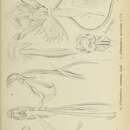 Platanthera undulata J. J. Sm. resmi