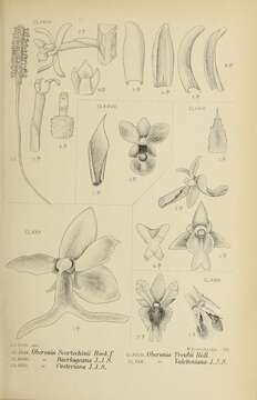 Hippeophyllum scortechinii (Hook. fil.) Schltr. resmi