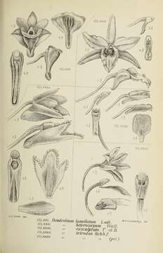 Dendrobium lamellatum (Blume) Lindl. resmi