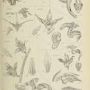 Image of Bryobium hyacinthoides (Blume) Y. P. Ng & P. J. Cribb