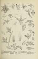 Image of Bryobium hyacinthoides (Blume) Y. P. Ng & P. J. Cribb