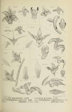 Imagem de Bryobium hyacinthoides (Blume) Y. P. Ng & P. J. Cribb