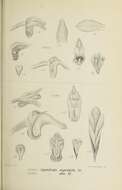 Image of Appendicula angustifolia Blume