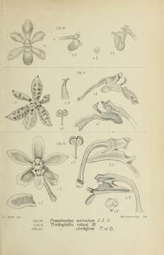 Image de Pomatocalpa maculosum (Lindl.) J. J. Sm.