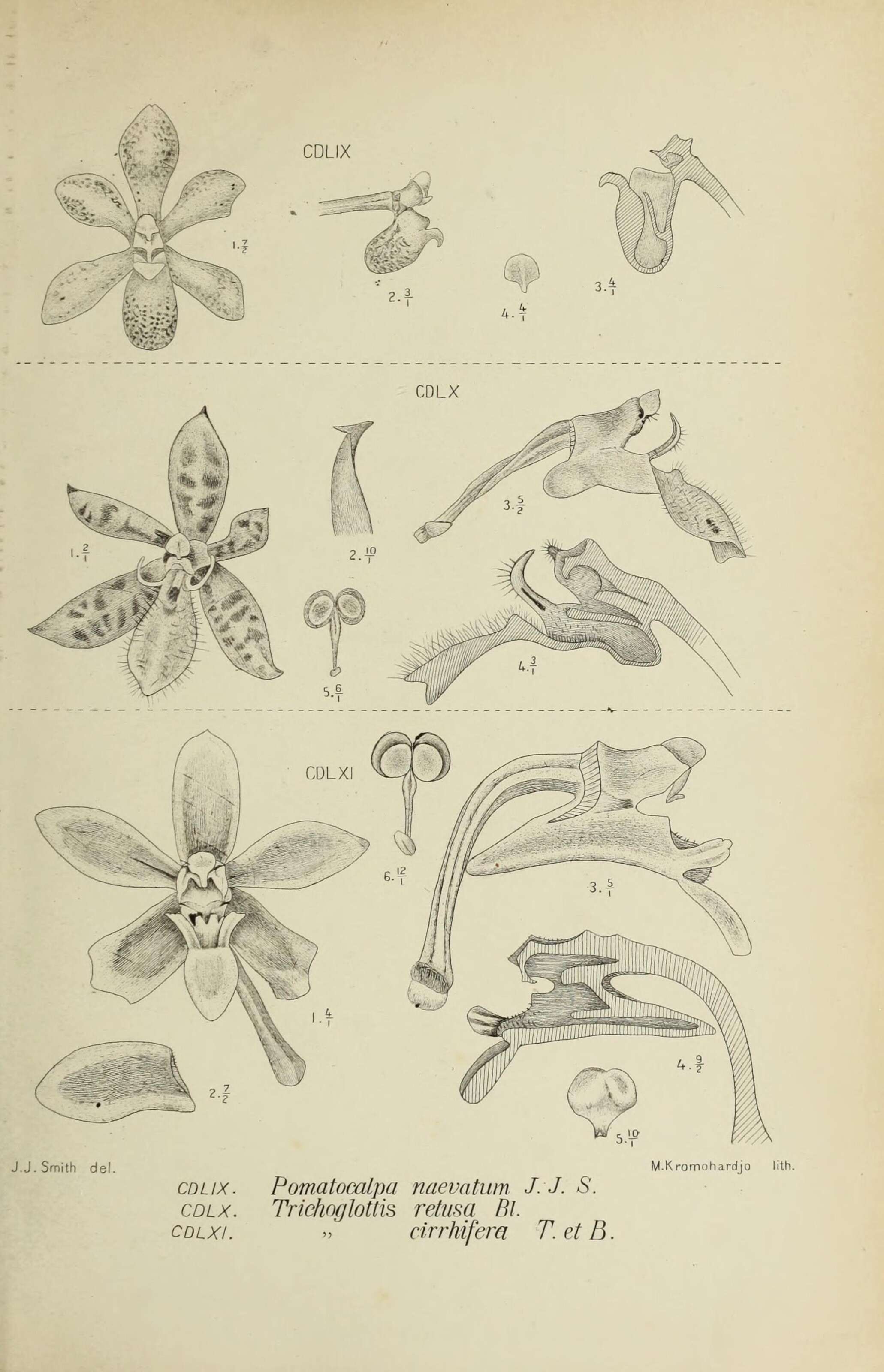 Plancia ëd Pomatocalpa maculosum (Lindl.) J. J. Sm.