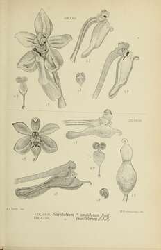 Image of Robiquetia sylvestris (Ridl.) Kocyan & Schuit.