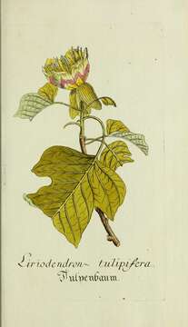 Image of Tulip tree