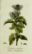 Eryngium alpinum L. resmi