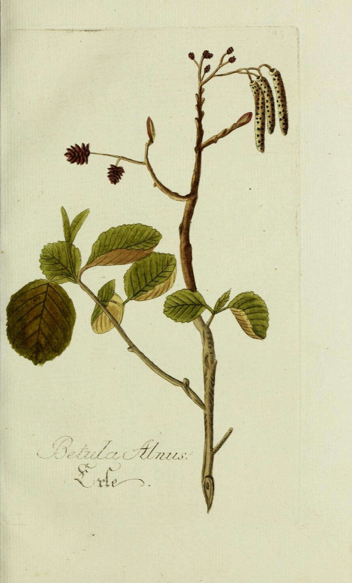 Image of Grey Alder