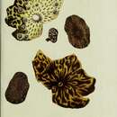 Image of Lichen pustulatus