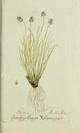 Image of Oreochloa disticha (Wulfen) Link