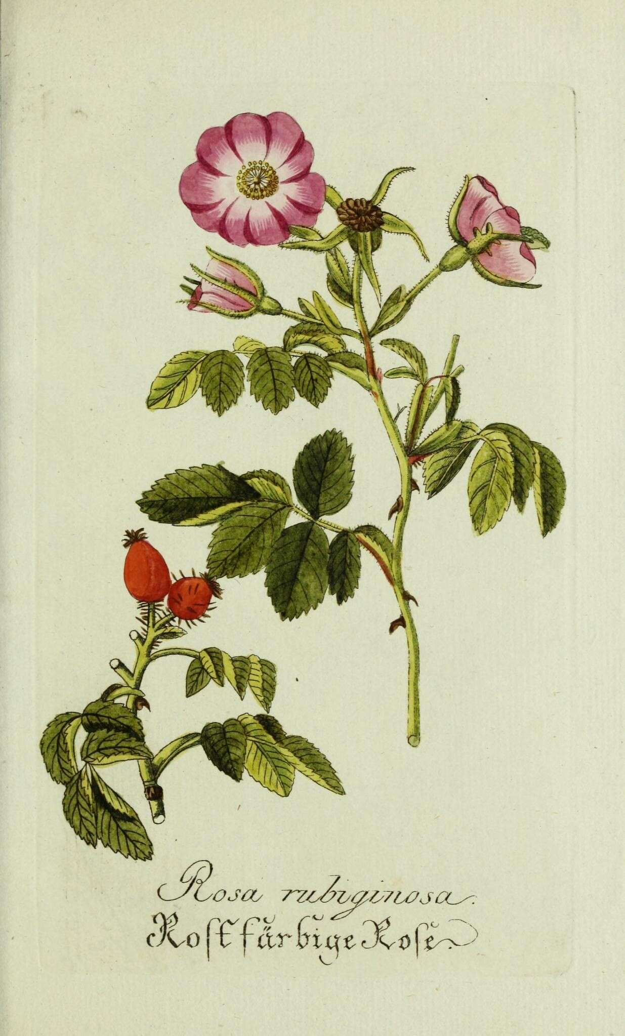 Image de rosier rouillé