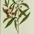 Image of <i>Solanum pseudo-capsicum</i> L.