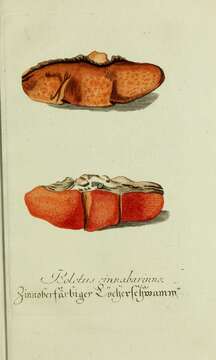 Image of Pycnoporus cinnabarinus (Jacq.) P. Karst. 1881
