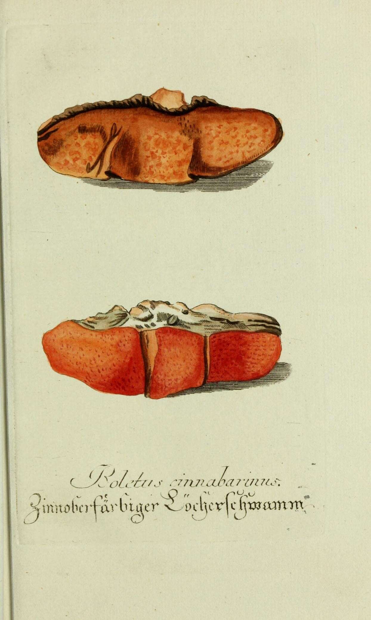 Image de Pycnoporus cinnabarinus (Jacq.) P. Karst. 1881