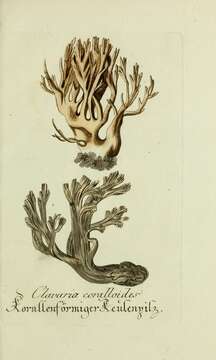 Image of Clavulina coralloides (L.) J. Schröt. 1888